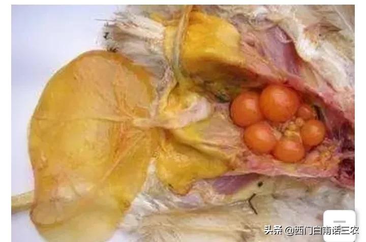 养母鸡有公鸡在里面生蛋有影响吗,为什么一群母鸡没有公鸡可以生蛋