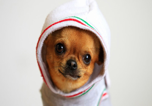 新手养狗拉稀怎么办,幼狗拉肚子和腹泻的区别