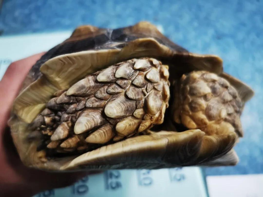 台州宠物龟被抓去哪里了,温岭宠物龟被抓