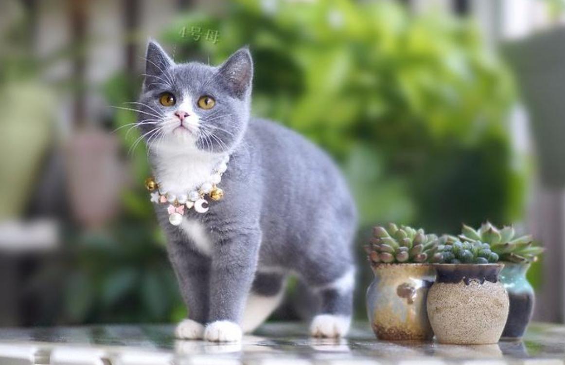 为什么养猫不能喂肉食,为什么说养猫不能喂肉