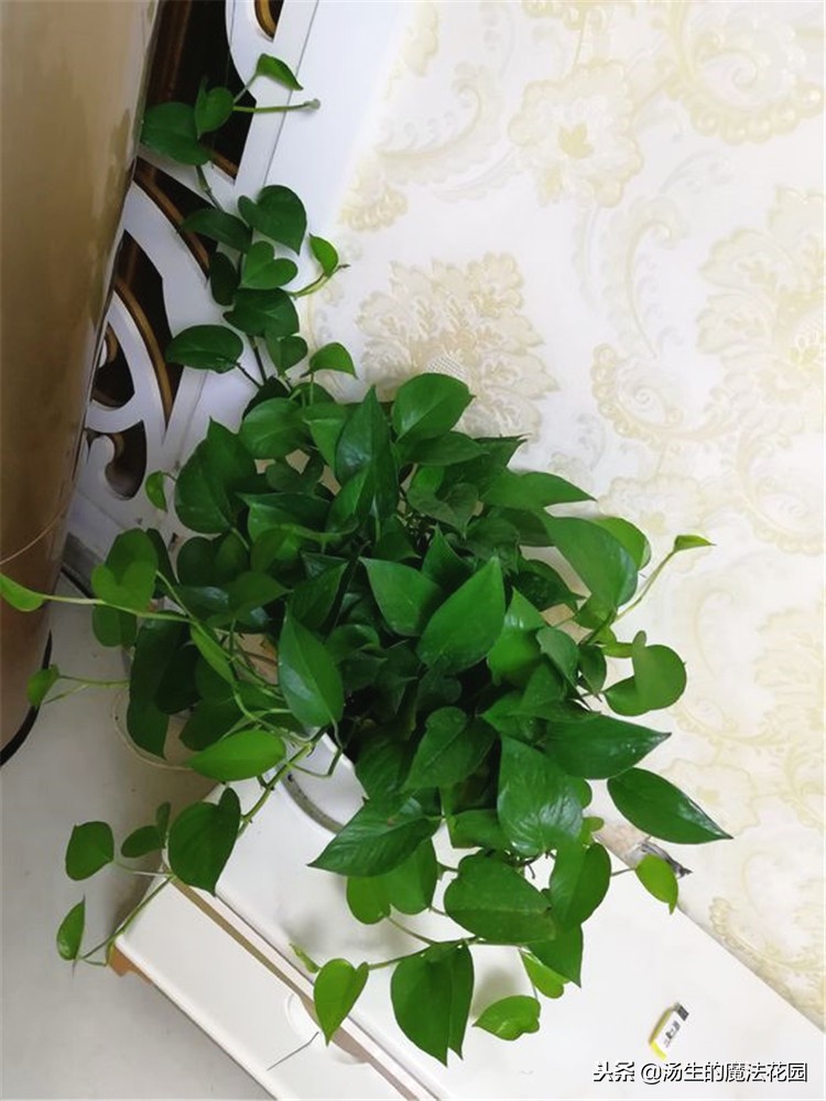 绿萝冬天放在泡沫箱里能过冬吗,水培绿萝冬天怎么安全过冬