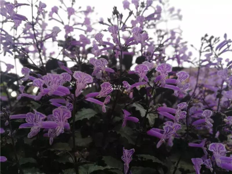 天竺葵的养护视频,垂吊天竺葵的养护