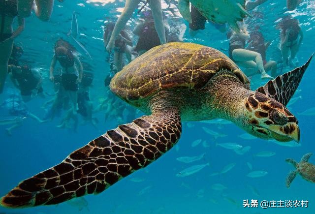 保护的小动物有哪些,保护类小动物