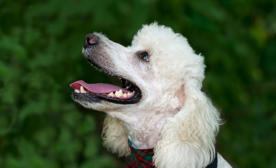 便宜且容易饲养的5种狗,狗界最忠诚的6种狗养过的人都懂