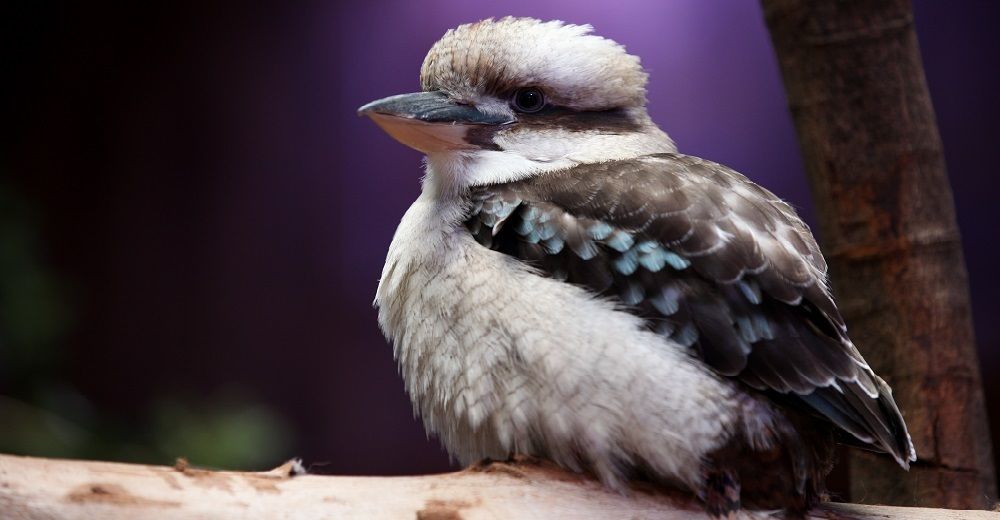 香港海洋公园门票多少钱,香港海洋公园门票票价