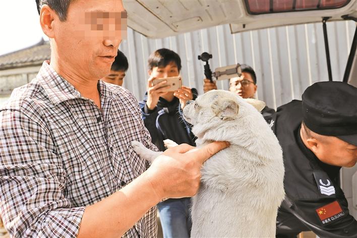 深圳看到流浪狗怎么救助,深圳流浪狗救助电话是多少