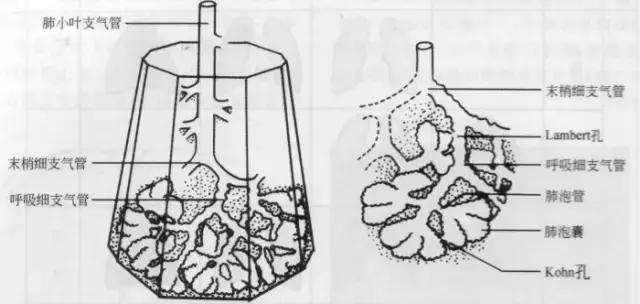 休闲小白鞋夏,献血小板相当于献血多少