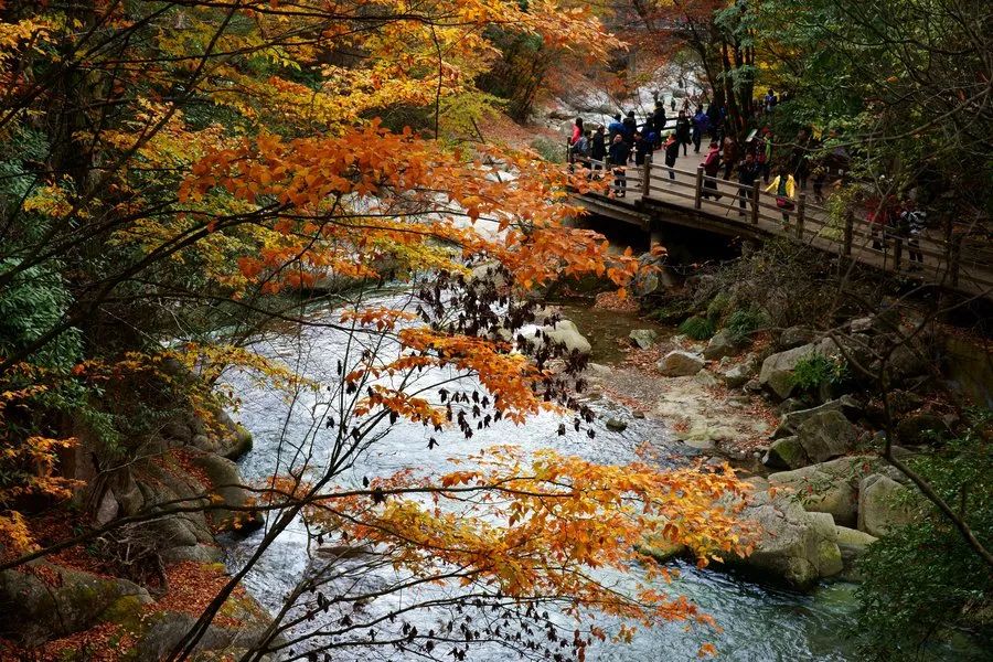 巴中光雾山红叶的最佳时间,红叶谷打卡地