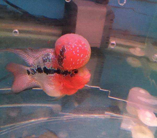 饲养观赏鱼需要哪些工具,使用鱼盆饲养金鱼前要做哪些准备