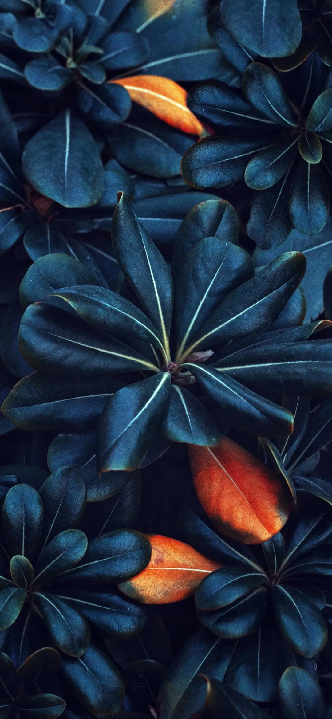 文艺素雅治愈植物手机壁纸,唯美治愈系手机壁纸植物