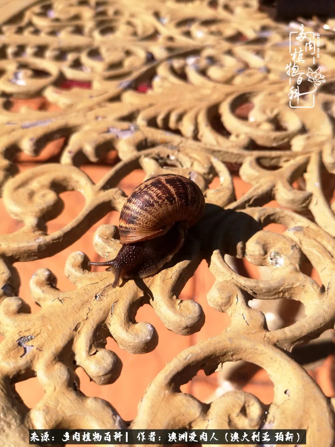 采蘑菇的小姑娘，“转行”来把多肉养