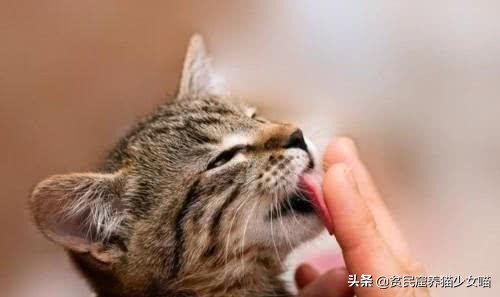 舔猫咪一口猫会有什么反应呢,猫咪特别容易舔毛是怎么回事