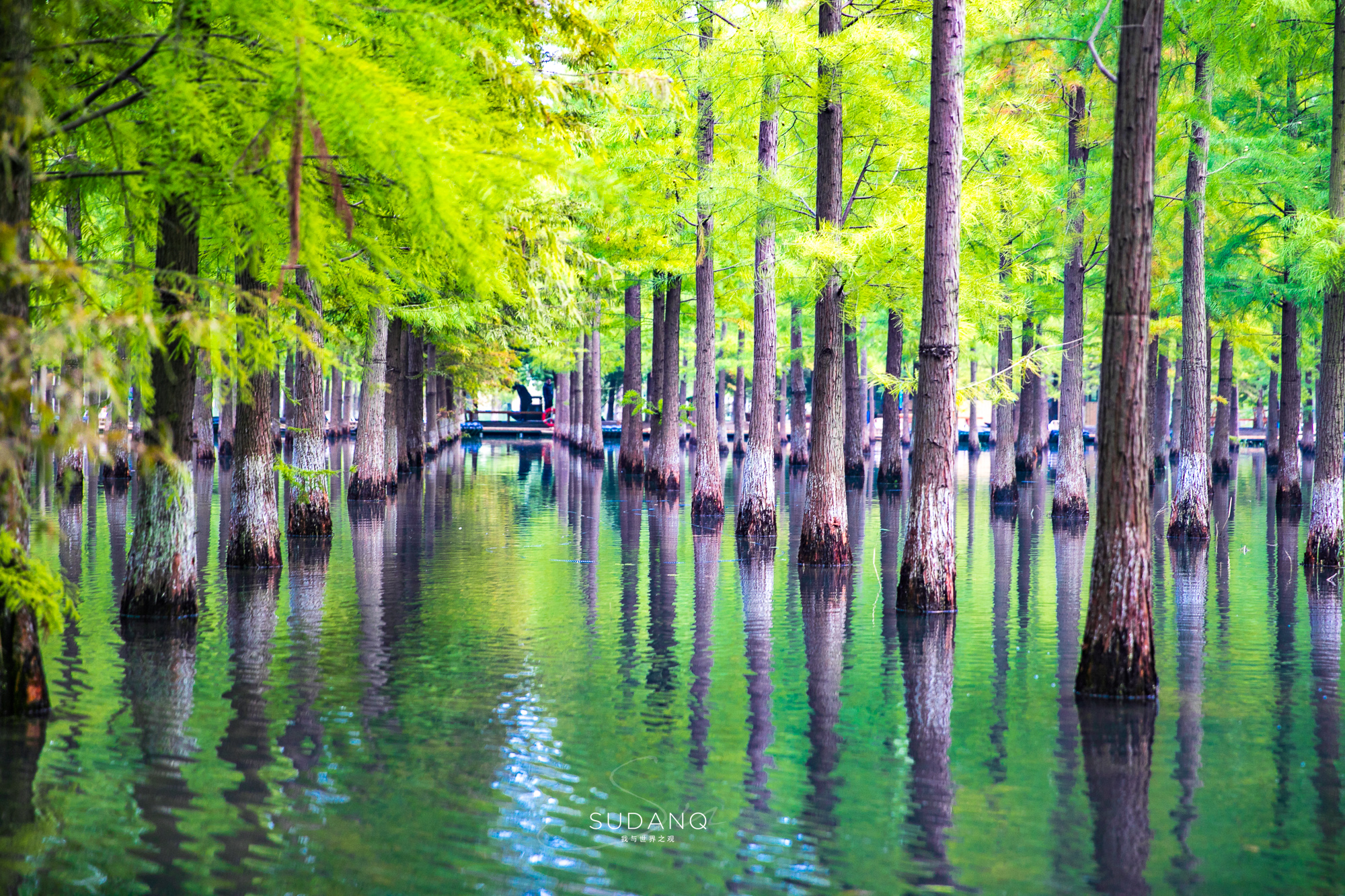 江苏泗洪的风景,江苏的苏南和苏北有什么区别
