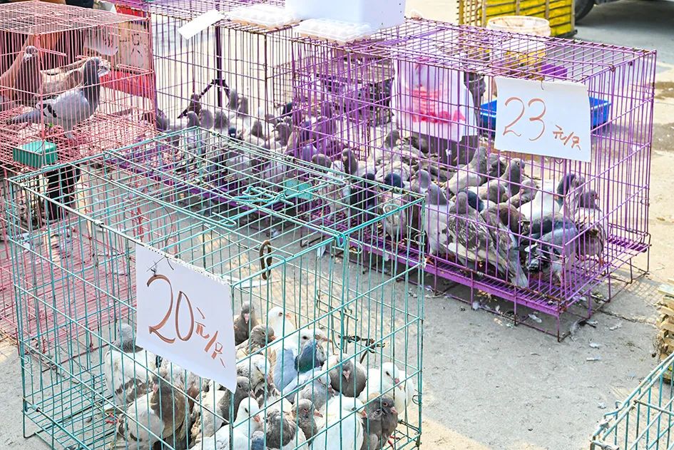 满满的烟火气逛大集真好玩,最值得逛的大集