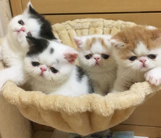 猫咪脱肛怎么治疗,猫咪脱肛怎么在家快速治疗