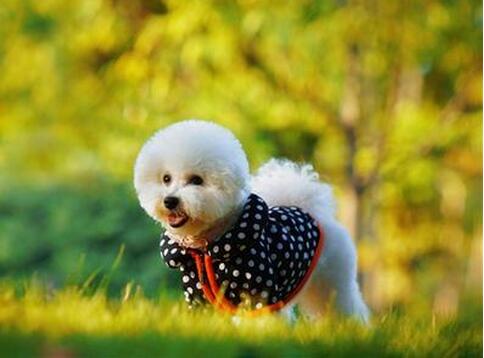 比熊犬体臭解决方法,比熊犬怎么去除异味