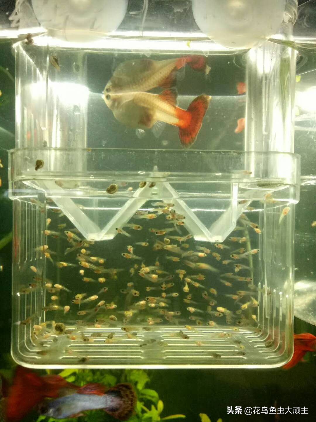 孔雀鱼生产后肚子会怎样,孔雀鱼生产后多久再受孕