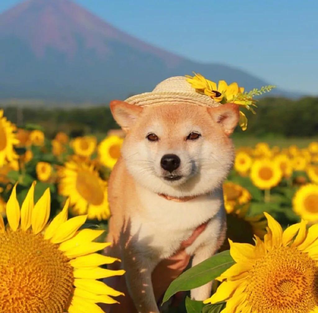 小狗掉毛一块一块的是怎么回事,哪种小狗最好养不臭不掉毛