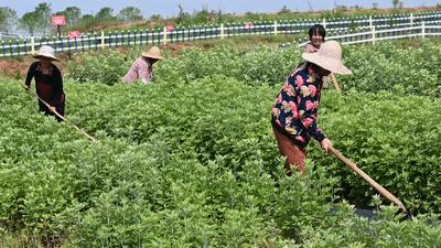 鄱湖之滨鱼米之乡,江西鄱阳湖