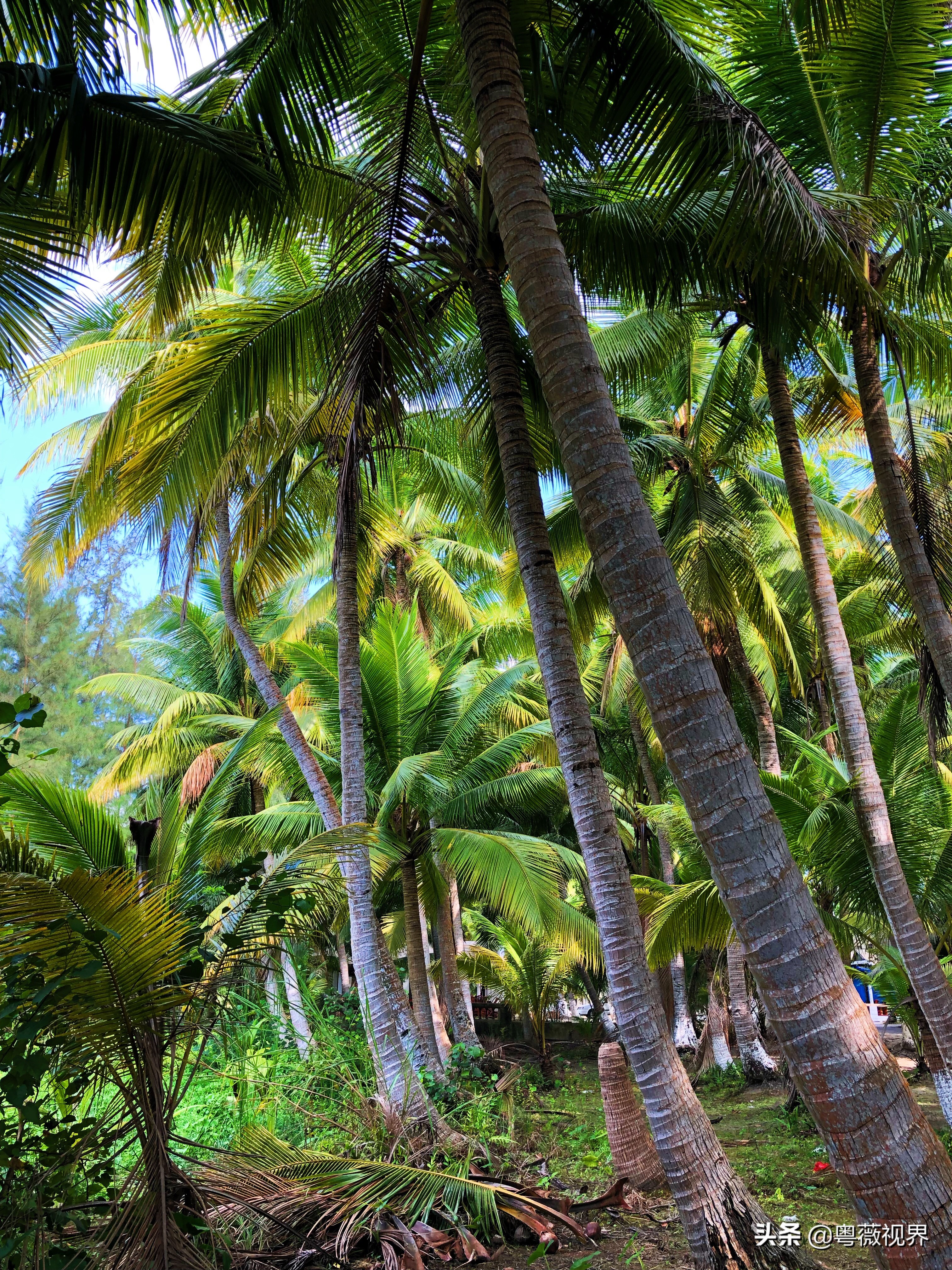海南岛文昌自驾游攻略,海南文昌椰林湾自驾游攻略