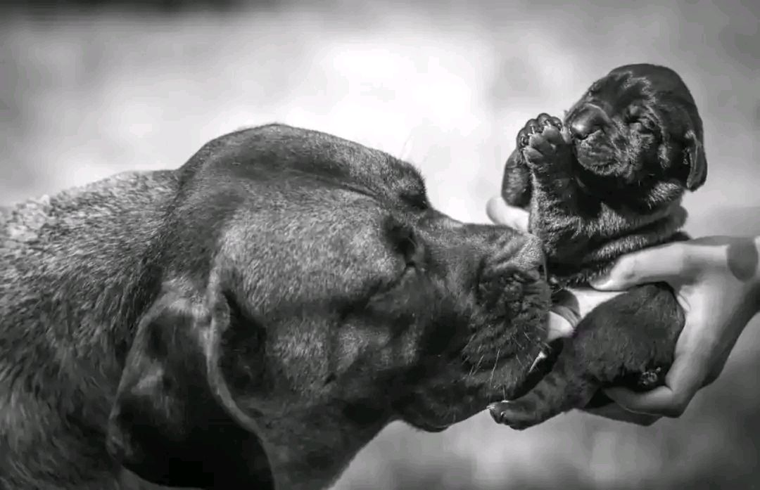 为什么母狗会把别人的幼崽咬死,母狗为什么会咬死小幼崽