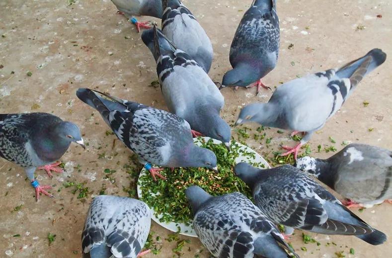 鸽子是怎么杀的,鸽子怎么杀的