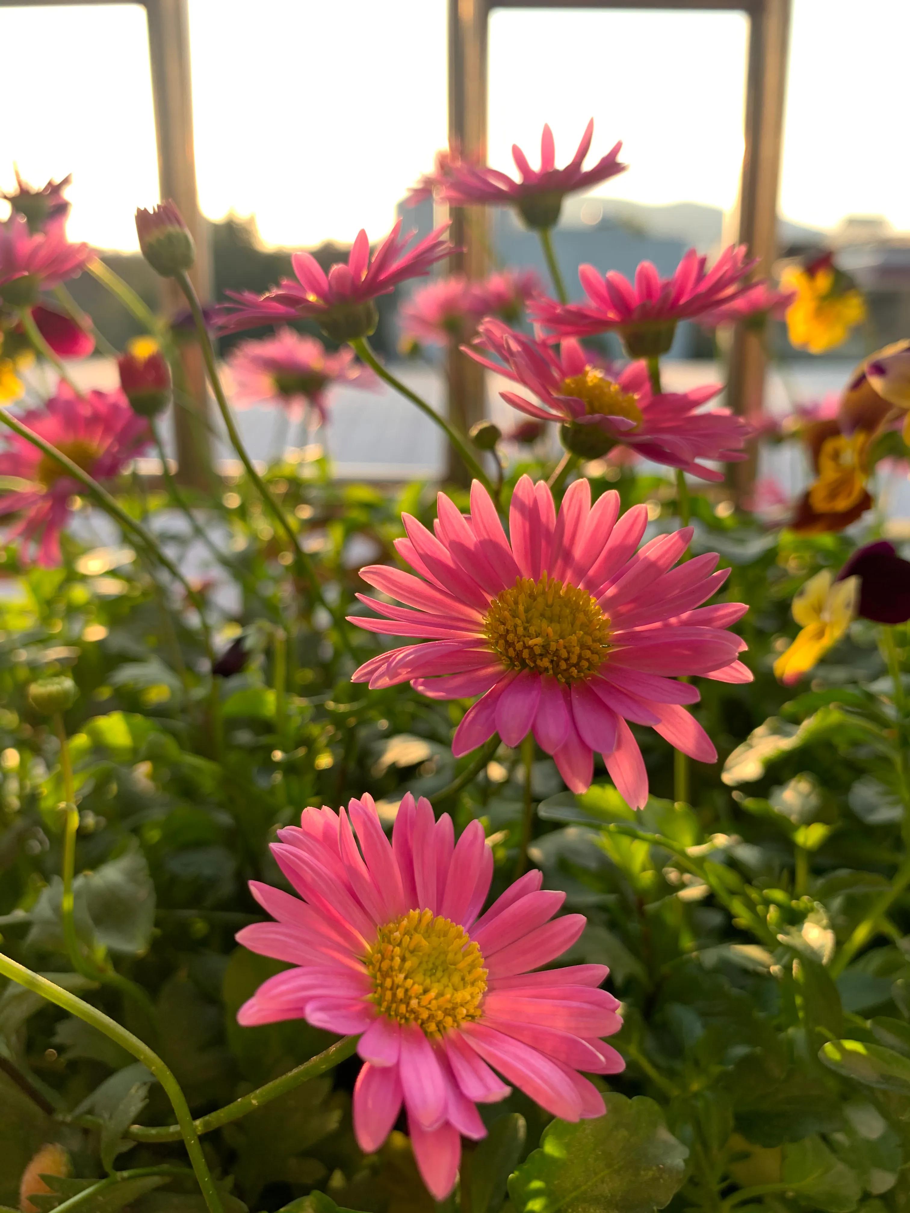 下雨后怎么给植物养根快,植物淋雨的正确方法