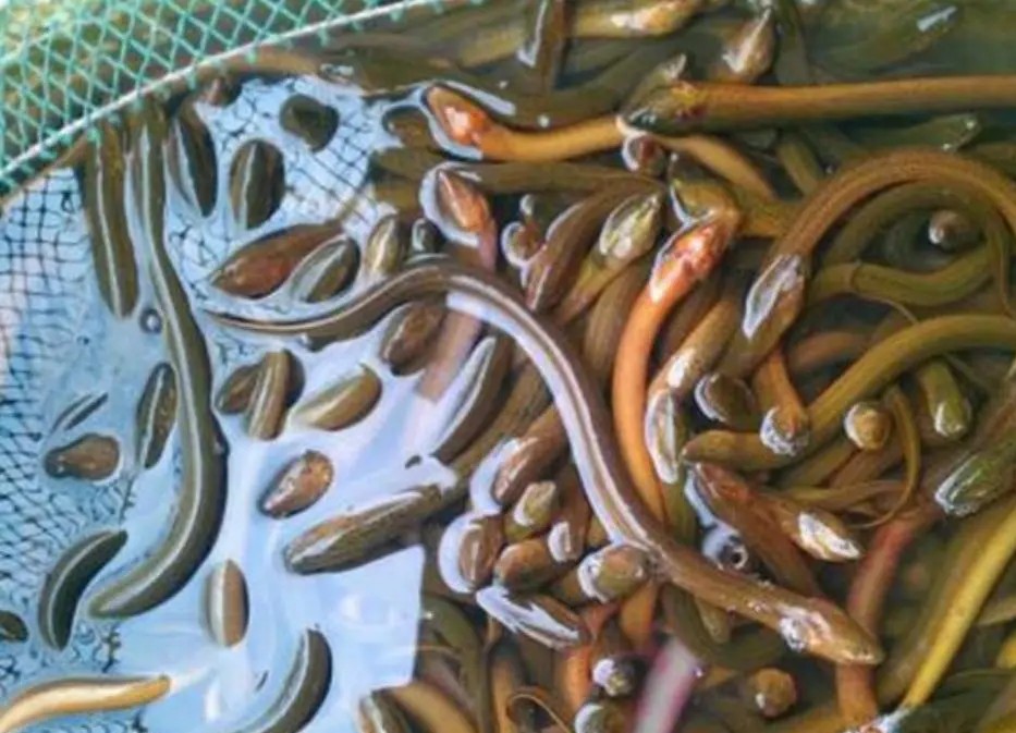 适合农村小本创业项目小型加工厂,十个适合女性的小本创业项目推荐