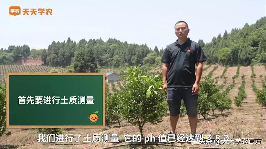 果园滴灌什么方案最好,果园改土最佳方案