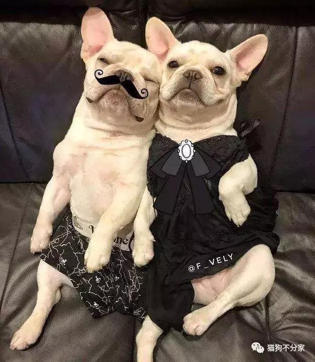 狗狗发情期应该照顾小窍门,快来看看吧