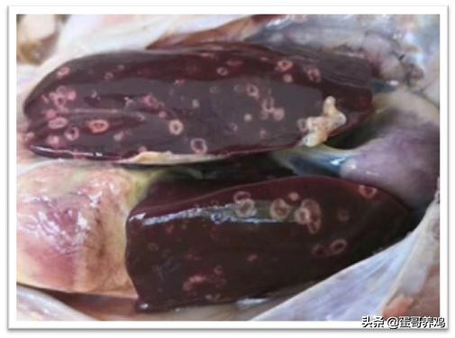 如何判断鸡的疾病,如何判断鸡消化道疾病