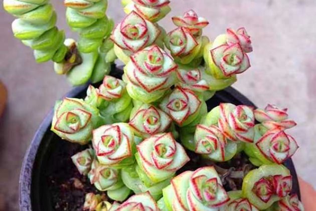 钱串子怎么变白,钱串子越养越干瘪