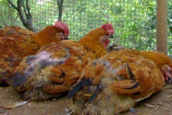 蛋氨酸的作用在饲料中的作用,蛋氨酸主要成分