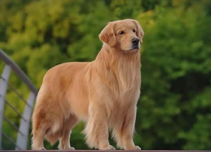 挑选纯种金毛,挑选金毛的正确方法