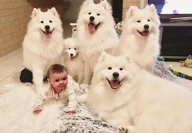 养萨摩耶需要注意些什么吗,养萨摩耶一个月需要花费多少钱