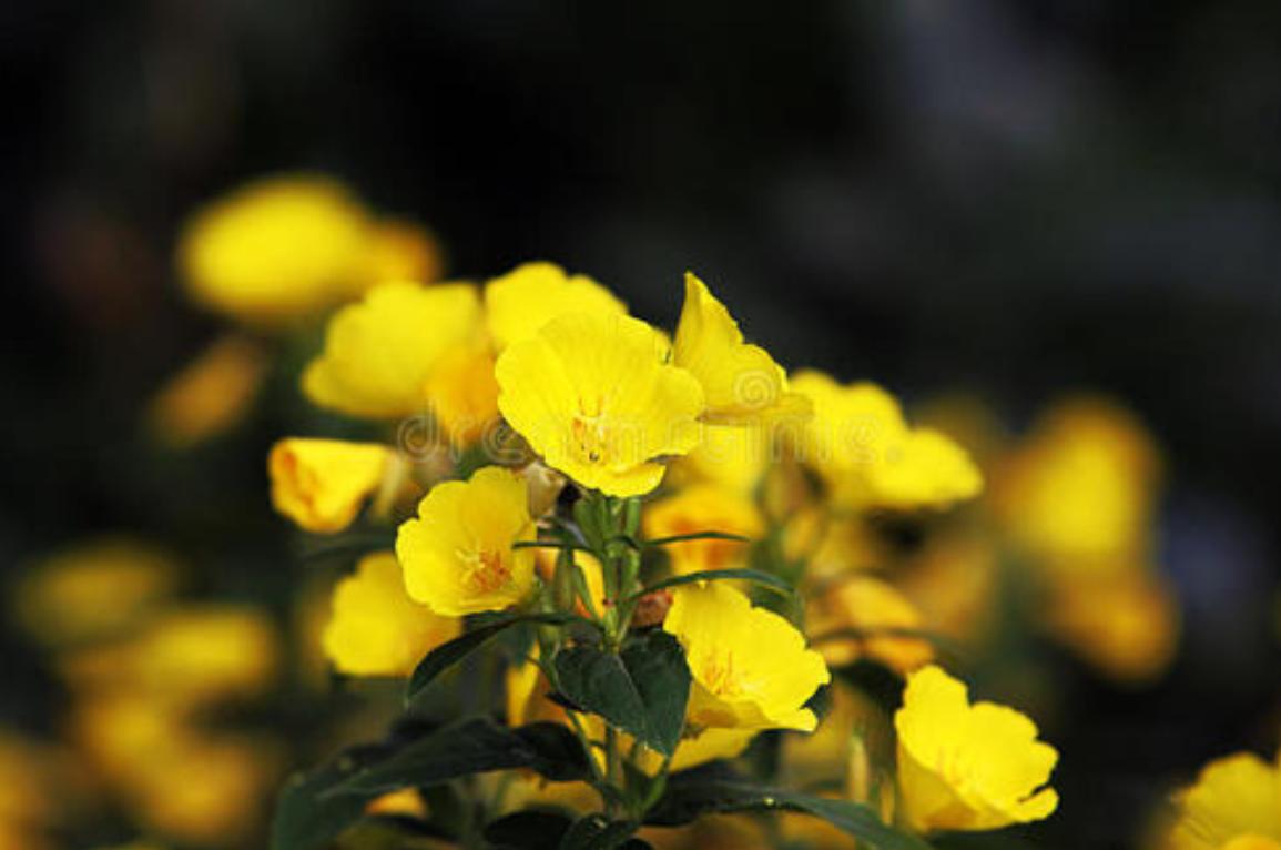 隐秘而伟大夏继成的感情,隐秘而伟大大结局夏处长