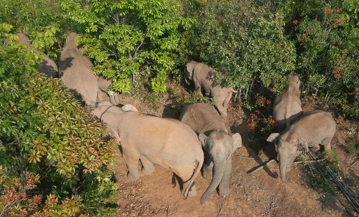 whiteelephant象征什么,whiteelephant代表什么含义
