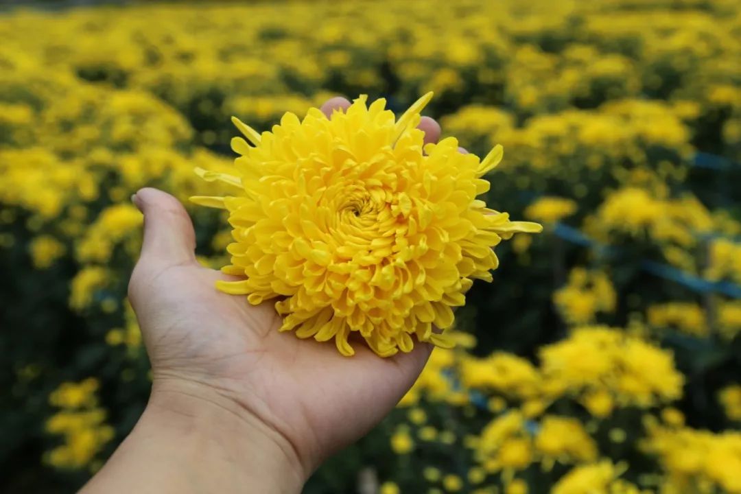 金丝菊茶的功效与作用降火吗,金丝皇菊配什么泡水喝去火又明目