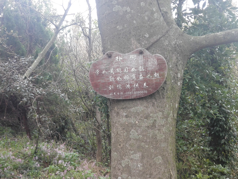 普陀山拜观音有什么注意事项,女子普陀山拜观音视频大全