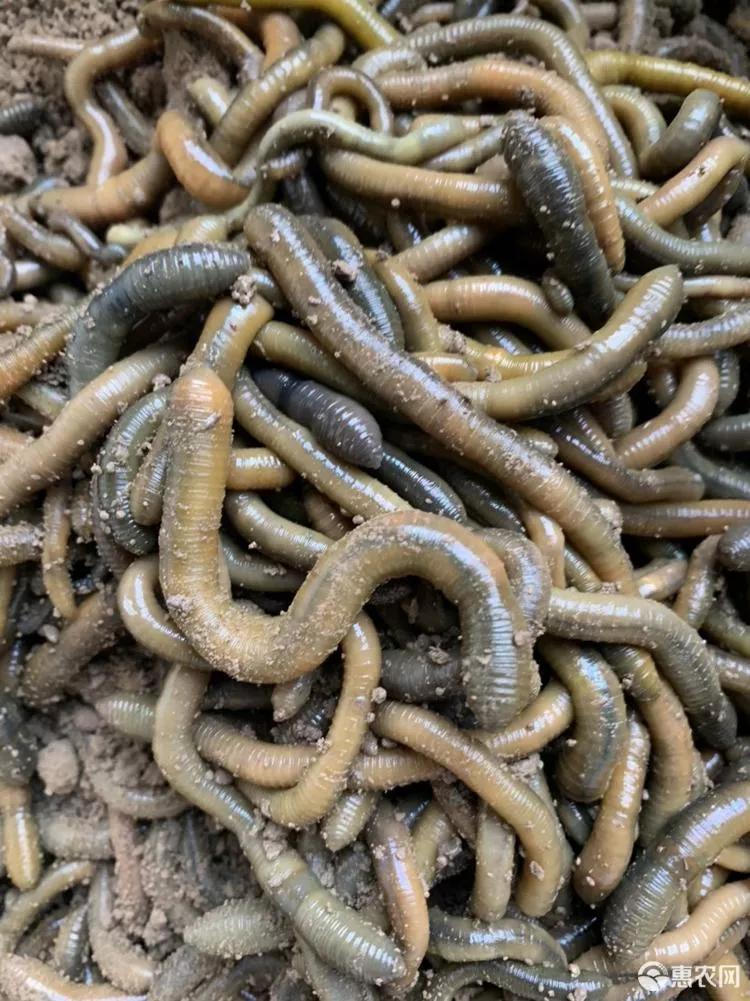 钓黄鳝钓出一条蛇,黄鳝钓法口诀大全