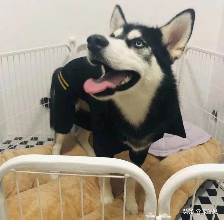 给可爱的小猫找靠谱的领养,给小动物找个家