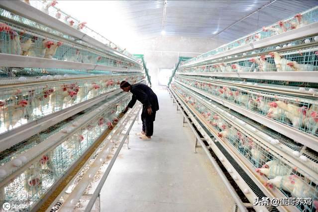 湿度不当对家禽有3大危害!养殖户掌握这3点,减少鸡群呼吸道病