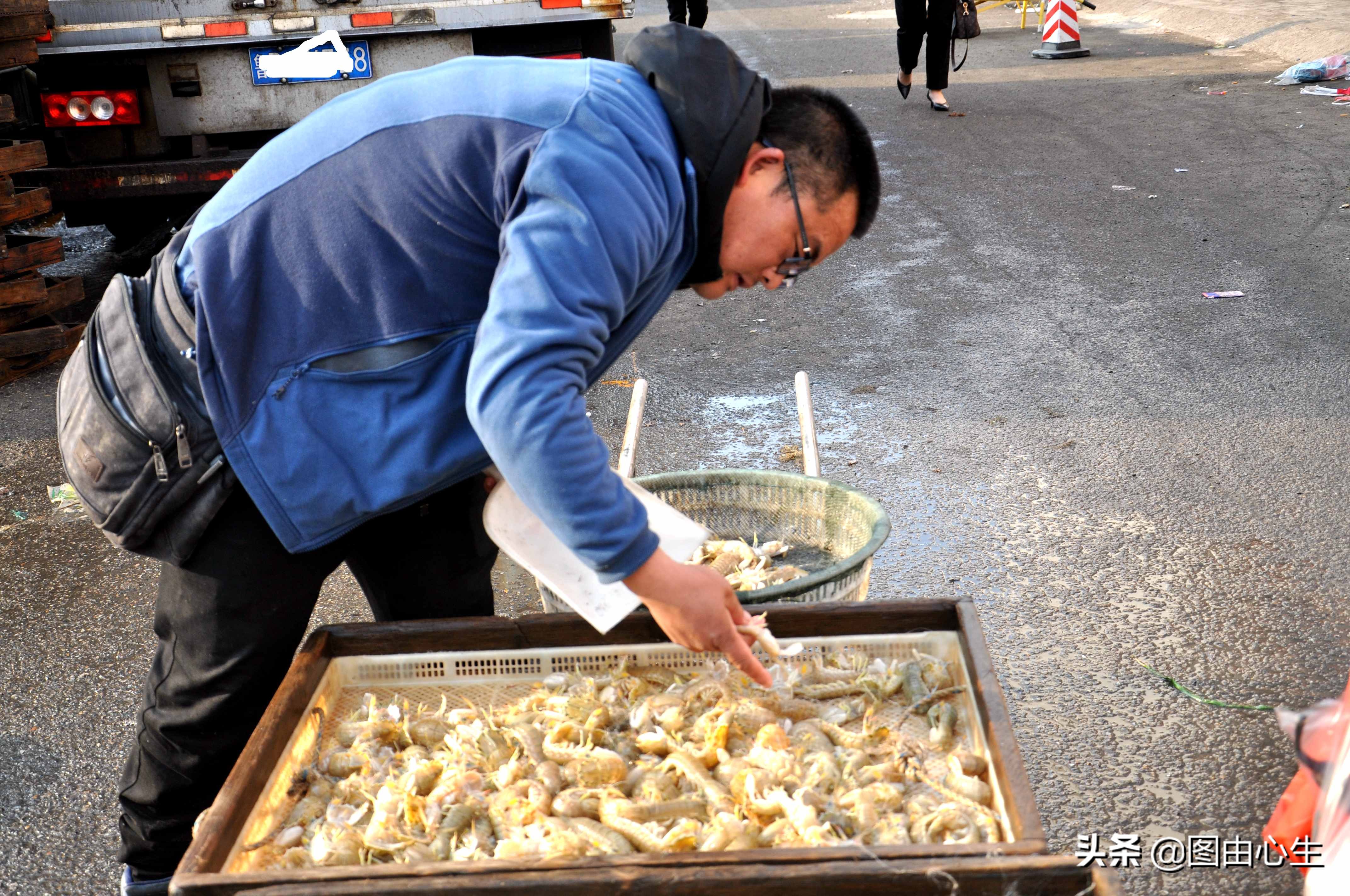 青岛虾爬子80一斤,山东青岛虾爬子价格