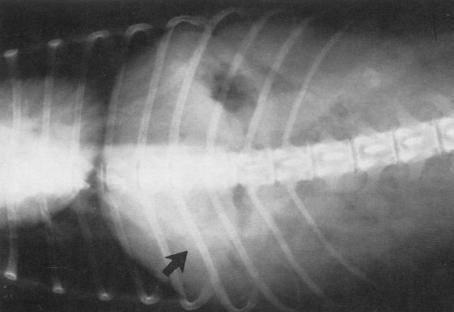 什么原因造成狗狗胆结石,狗得胆结石有什么症状