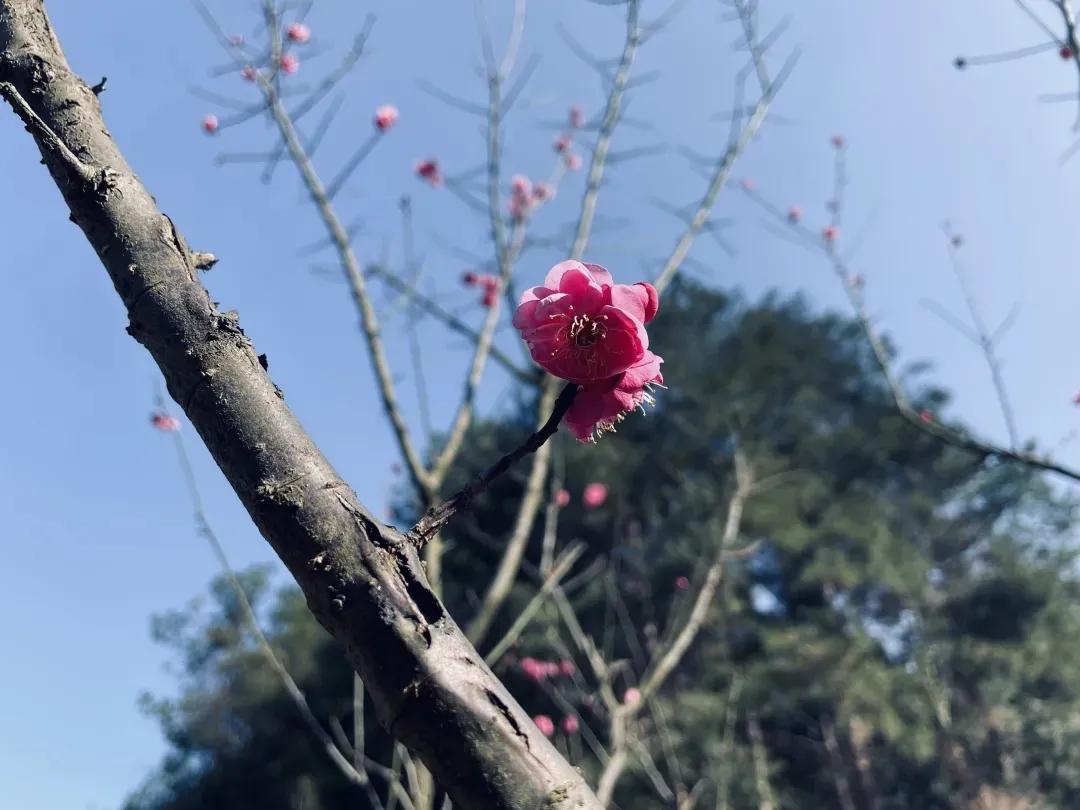 万树寒无色书法作品欣赏,万树寒无色全诗书法