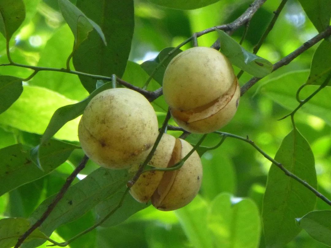 肉豆蔻荷兰西班牙,肉豆蔻历史
