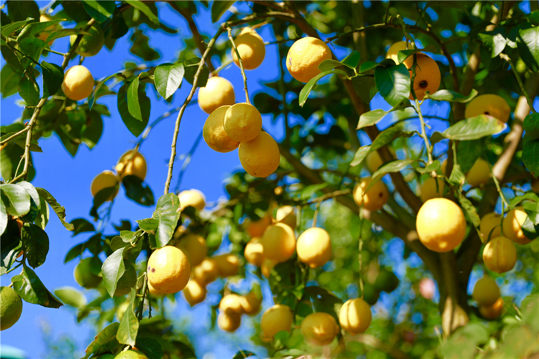 罗平柠檬基地,云南罗平柠檬种植基地