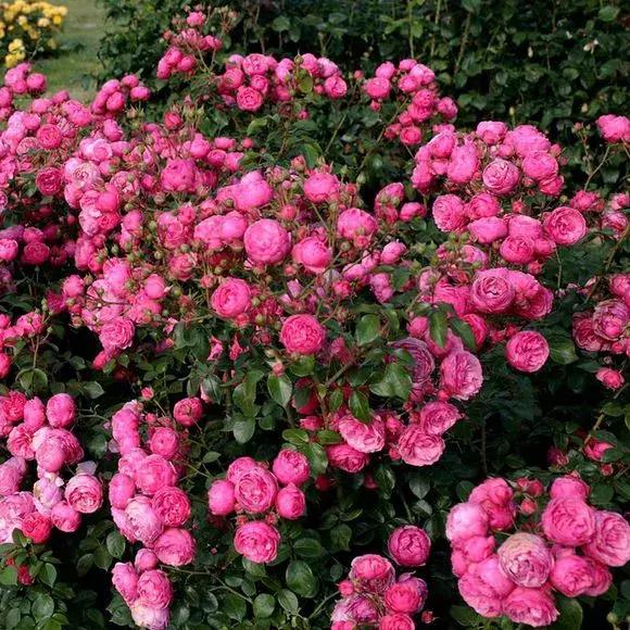 老花农不小心透露，花盆里倒3滴油，1个月爆盆，全年不用施肥