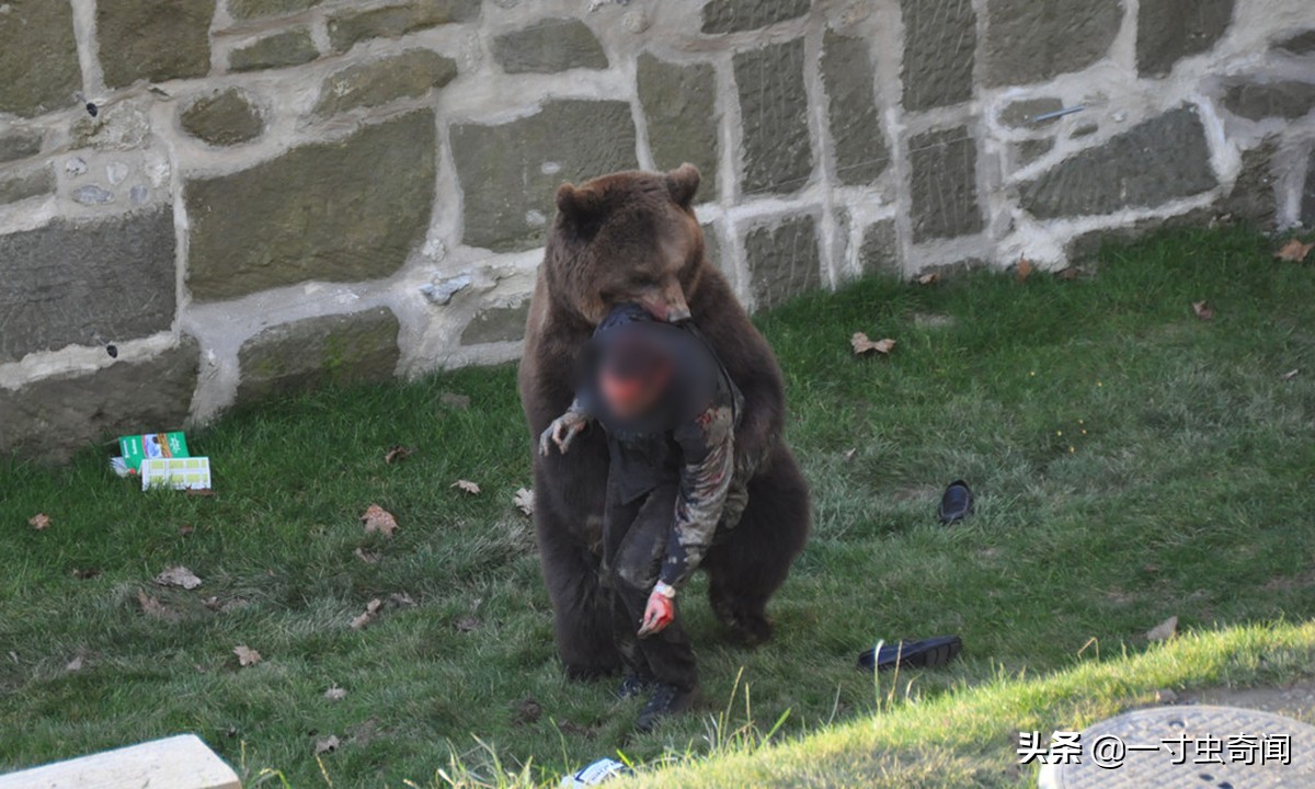 对付野兽最有效的办法,遇到野兽反击
