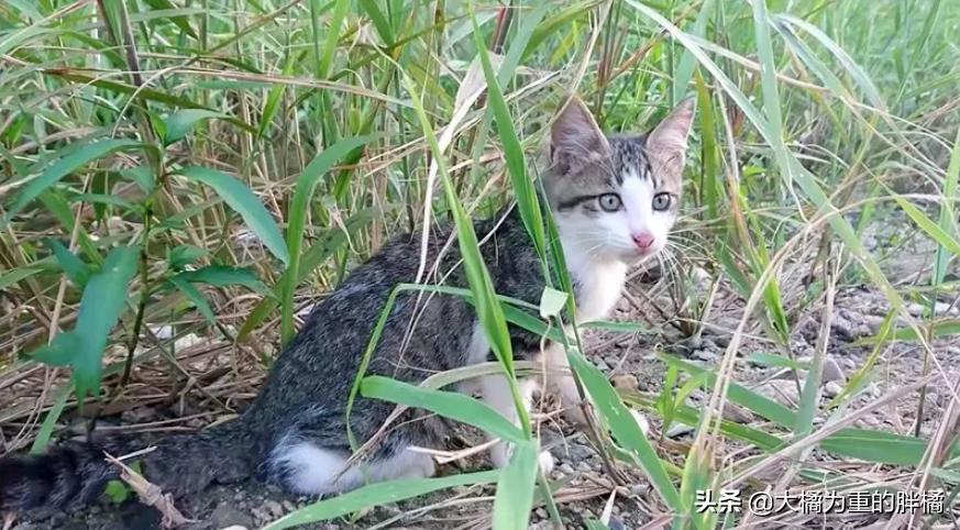 猫妈妈教小猫爬,猫妈妈教猫